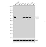 Vimentin Antibody in Western Blot (WB)