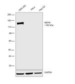 NEFM Antibody