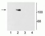 NMDAR1 Antibody in Western Blot (WB)