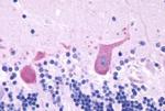 GRPR Antibody in Immunohistochemistry (Paraffin) (IHC (P))