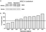 NMDAR2C Antibody in Western Blot (WB)