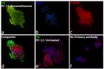 Tyrosine Hydroxylase Antibody