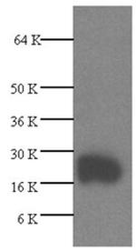 VEGF Antibody in Western Blot (WB)