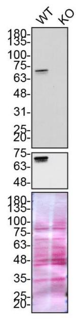 Optineurin Antibody