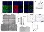 beta Actin Antibody in Western Blot (WB)