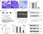 beta Actin Antibody in Western Blot (WB)