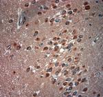 ATG10 Antibody in Immunohistochemistry (Paraffin) (IHC (P))