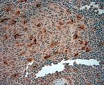 ATG4D Antibody in Immunohistochemistry (Paraffin) (IHC (P))