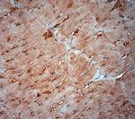 ATG4D Antibody in Immunohistochemistry (Paraffin) (IHC (P))