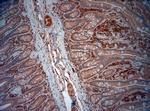 ATG4D Antibody in Immunohistochemistry (Paraffin) (IHC (P))