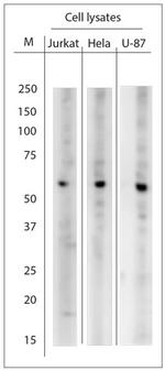 ATG16L1 Antibody in Western Blot (WB)