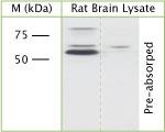 pan AKT Antibody in Western Blot (WB)