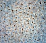 extracellular ASIC3 Antibody in Immunohistochemistry (Paraffin) (IHC (P))