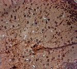 AQP1 Antibody in Immunohistochemistry (Paraffin) (IHC (P))