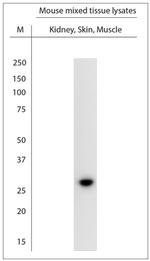 AQP1 Antibody in Western Blot (WB)