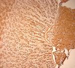 AQP2 Antibody in Immunohistochemistry (Paraffin) (IHC (P))