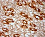 AQP2 Antibody in Immunohistochemistry (Paraffin) (IHC (P))