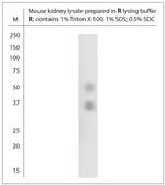 AQP2 Antibody in Western Blot (WB)