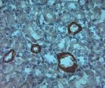 AQP3 Antibody in Immunohistochemistry (Paraffin) (IHC (P))