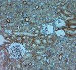 AQP3 Antibody in Immunohistochemistry (Paraffin) (IHC (P))