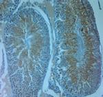 AQP8 Antibody in Immunohistochemistry (Paraffin) (IHC (P))