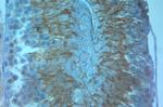 AQP8 Antibody in Immunohistochemistry (Paraffin) (IHC (P))