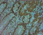 AQP10 Antibody in Immunohistochemistry (Paraffin) (IHC (P))