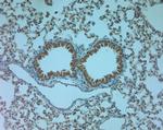 AQP9 Antibody in Immunohistochemistry (IHC)