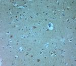 AQP11 Antibody in Immunohistochemistry (Paraffin) (IHC (P))