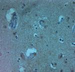 AQP11 Antibody in Immunohistochemistry (Paraffin) (IHC (P))