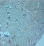 AQP11 Antibody in Immunohistochemistry (Paraffin) (IHC (P))