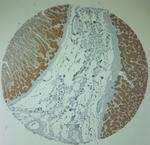 AQP11 Antibody in Immunohistochemistry (Paraffin) (IHC (P))