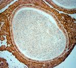 AQP4 Antibody in Immunohistochemistry (Paraffin) (IHC (P))