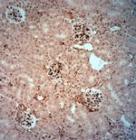 AQP4 Antibody in Immunohistochemistry (Paraffin) (IHC (P))