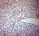 ACE2 Antibody in Immunohistochemistry (Paraffin) (IHC (P))