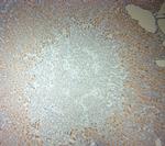 ACE2 Antibody in Immunohistochemistry (Paraffin) (IHC (P))