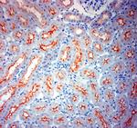 ACE2 Antibody in Immunohistochemistry (Paraffin) (IHC (P))