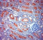 ACE2 Antibody in Immunohistochemistry (Paraffin) (IHC (P))