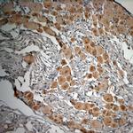 pro BDNF Antibody in Immunohistochemistry (Paraffin) (IHC (P))