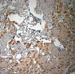 pro BDNF Antibody in Immunohistochemistry (Paraffin) (IHC (P))