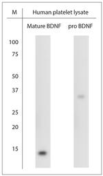 pro BDNF Antibody in Western Blot (WB)