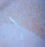 BDNF Antibody in Immunohistochemistry (Paraffin) (IHC (P))