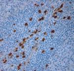 LL-37 Antibody in Immunohistochemistry (Paraffin) (IHC (P))