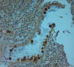 LL-37 Antibody in Immunohistochemistry (Paraffin) (IHC (P))