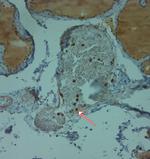 LL-37 Antibody in Immunohistochemistry (Paraffin) (IHC (P))