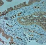 LL-37 Antibody in Immunohistochemistry (Paraffin) (IHC (P))