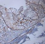 LL-37 Antibody in Immunohistochemistry (Paraffin) (IHC (P))