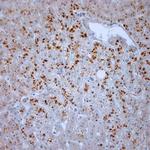 LL-37 Antibody in Immunohistochemistry (Paraffin) (IHC (P))