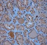 LL-37 Antibody in Immunohistochemistry (Paraffin) (IHC (P))