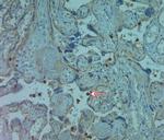 LL-37 Antibody in Immunohistochemistry (Paraffin) (IHC (P))